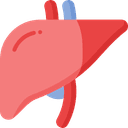 Liver
